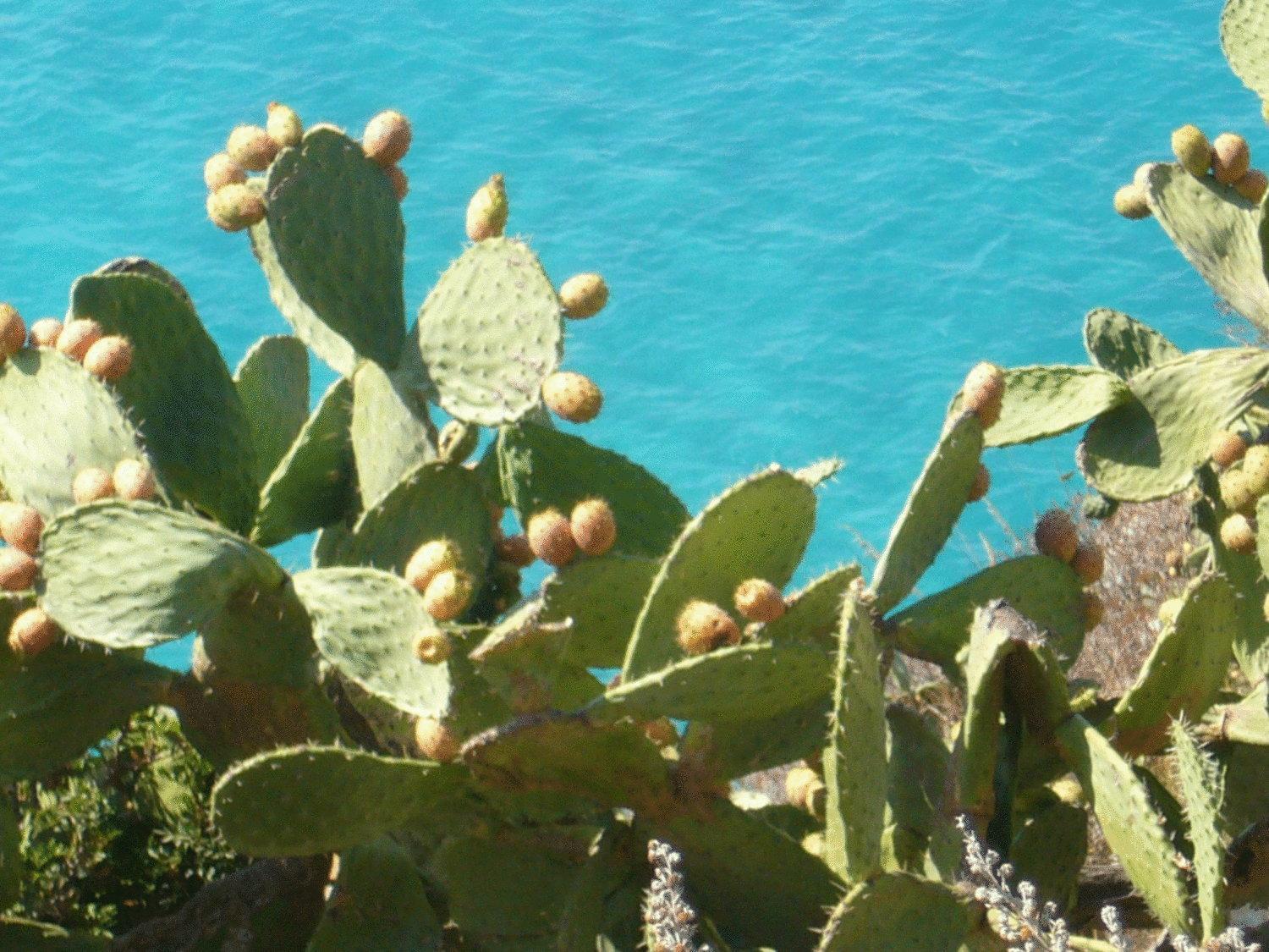Hotel Virgilio Tropea Eksteriør bilde