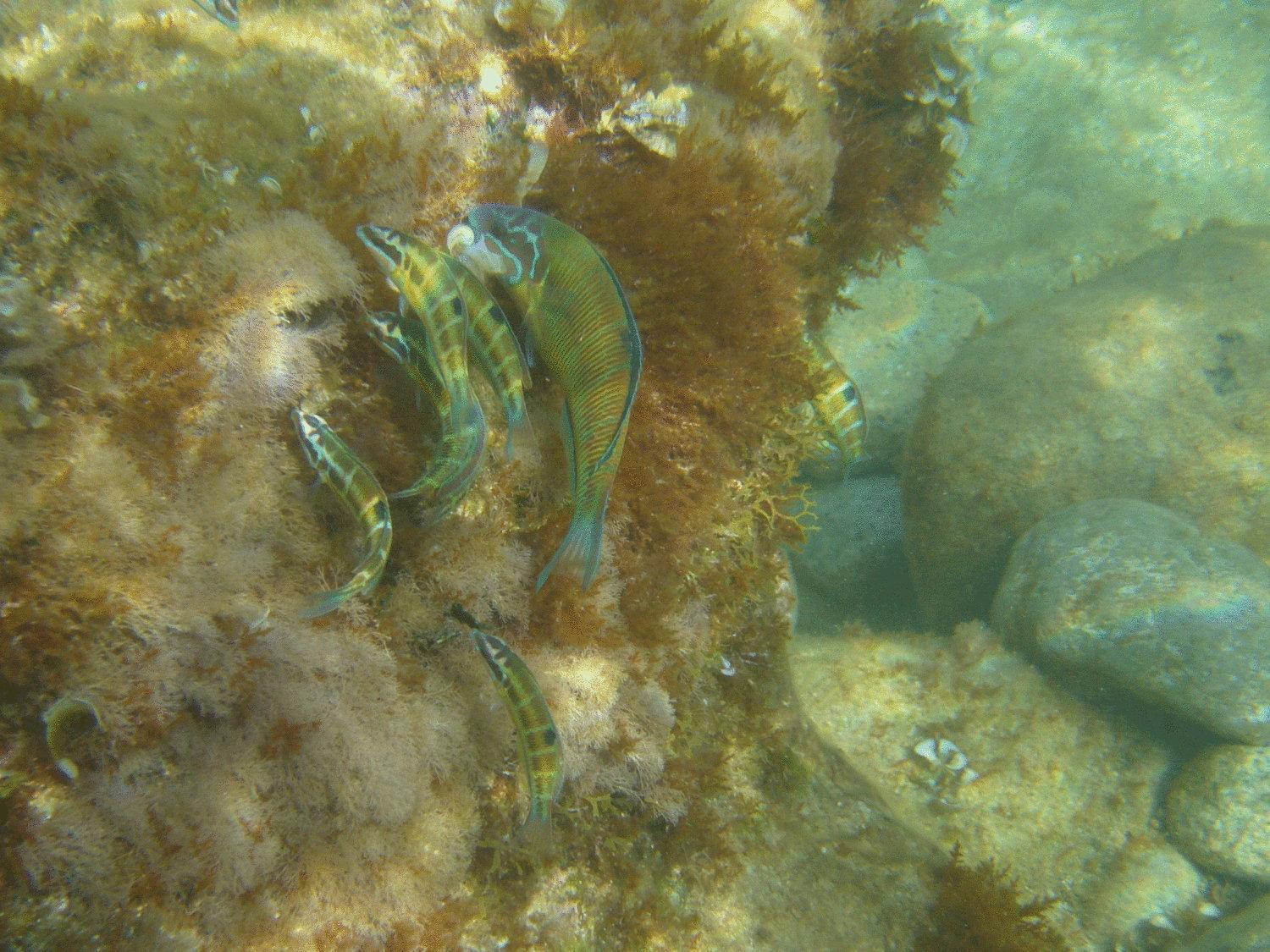 Hotel Virgilio Tropea Eksteriør bilde